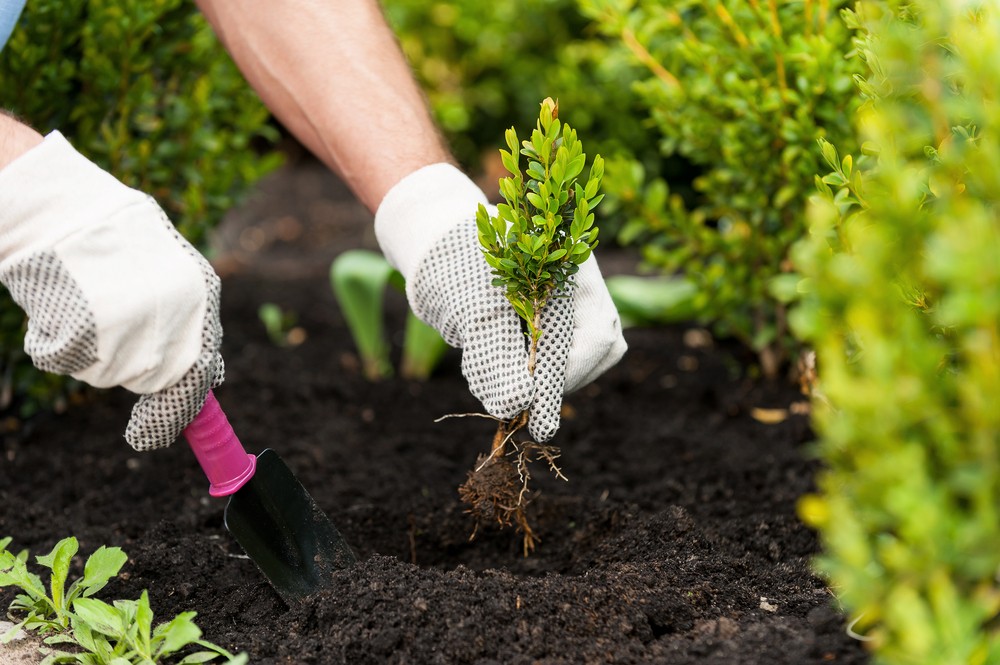 Super Sundays at All Green Nursery