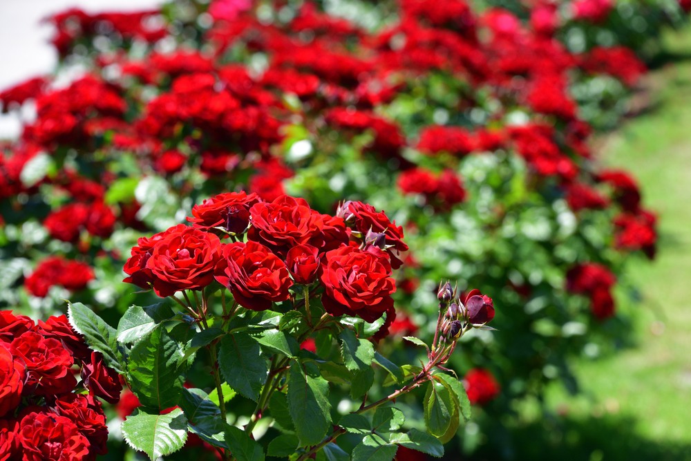 Victoria State Rose and Garden Show