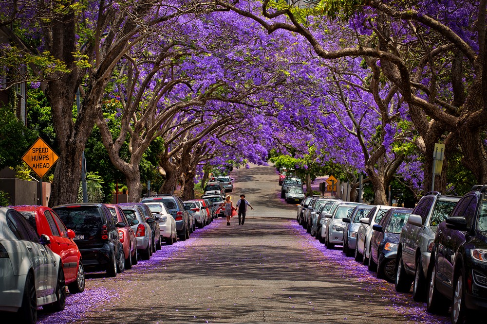 Over 3,500 trees to be planted in Wyndham